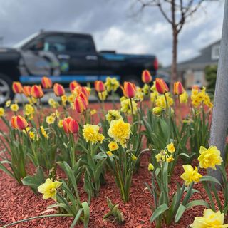 We believe that the right plantings are the key to creating a stunning and functional outdoor space